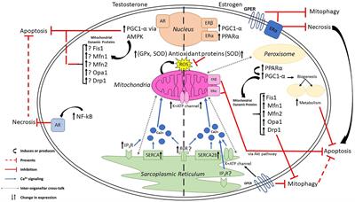 Sex Hormone Regulation of Proteins Modulating Mitochondrial Metabolism, Dynamics and Inter-Organellar Cross Talk in Cardiovascular Disease